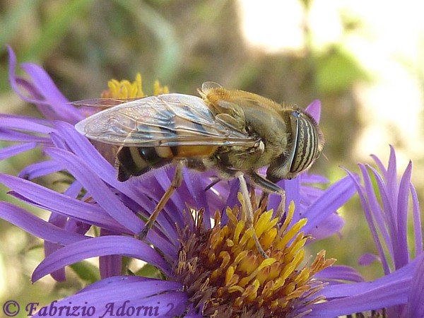 Syrphidae: Eristalinus taeniops